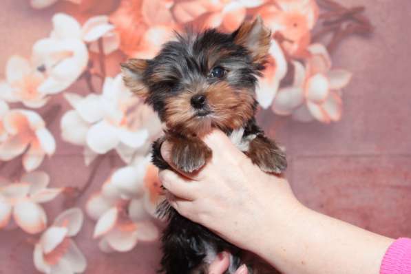 Продается малыш Йоркширского терьера