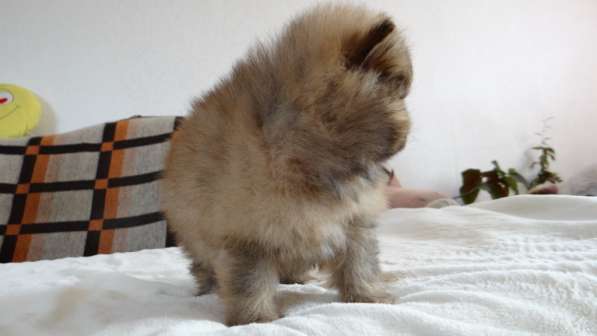 Померанский шпиц - медвежий тип в фото 21