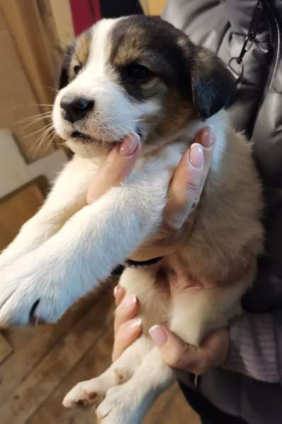 Добрые, милые щенята в фото 3