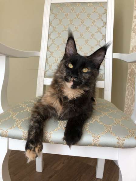 Солидная черепаха мейнкун в Аксае фото 10