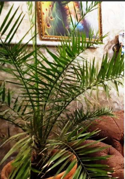 Очень красивые большие пальмы в Краснодаре фото 5