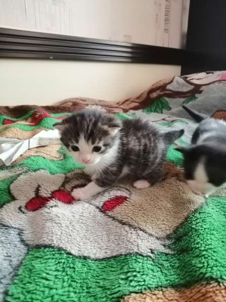 Котята в Новосибирске фото 36
