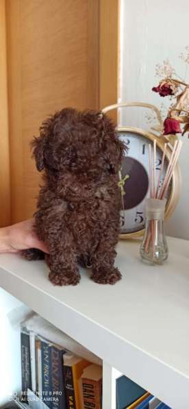 Той пудель в Москве