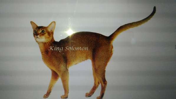 Абиссинскую девочку американских линий в разведение, ищем в Санкт-Петербурге фото 8