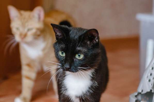 Феликс – очарование классики! в Москве фото 5