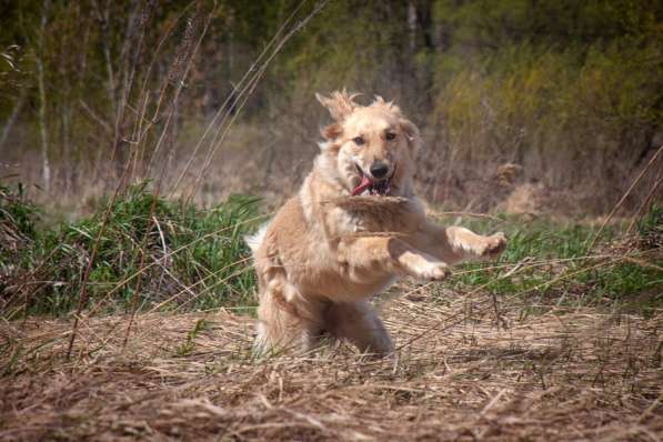 Лакса - умница и красавица собака в добрые руки! в Москве фото 4