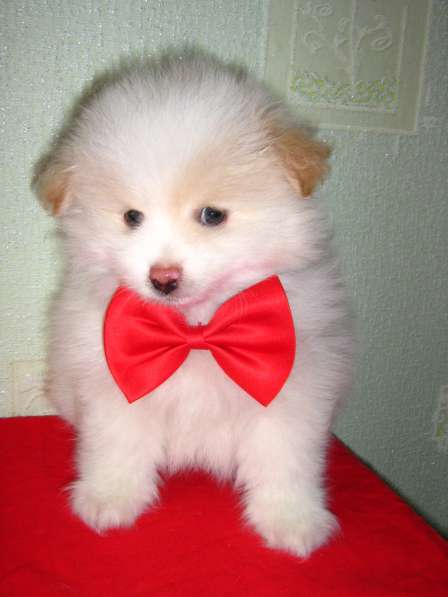 Лисята в Ростове-на-Дону фото 20