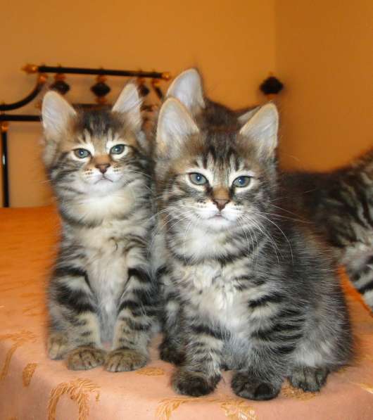 Котята Курильского бобтейла в Москве фото 17