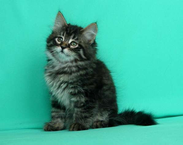 Традиционные Сибирские котята в Москве фото 7