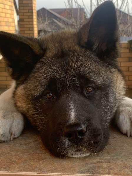 Акита в Ростове-на-Дону фото 51