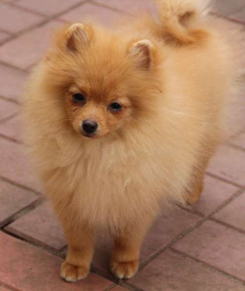 Щенки шпица в Раменское фото 14