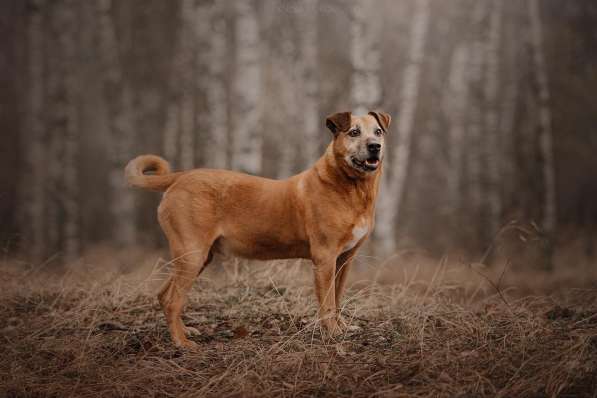 Воспитанный Бисмарк ищет семью в Москве фото 23