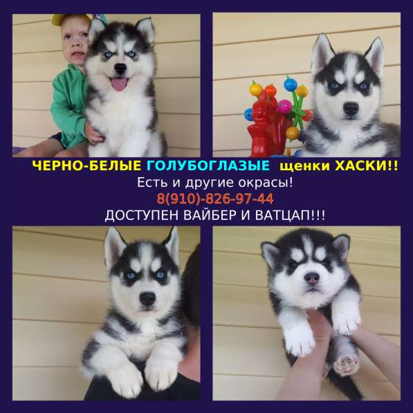 Черно-белые голубоглазые и других окрасов хаски