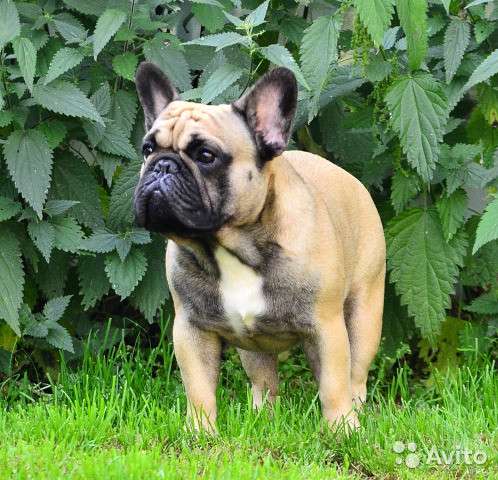 Французские бульдоги для вязки в Москве фото 3