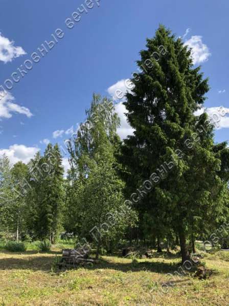 realty_mapper3.plot_in_locationИндивидуальное жилищное ст-во. Есть Газ, Водопровод. в Москве фото 5