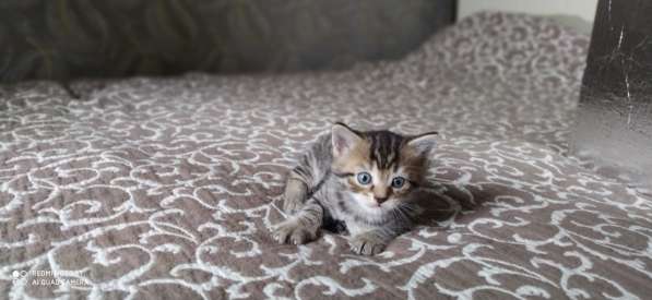 Котята в Томске фото 3