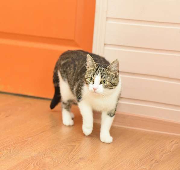 Кошечка Лея ищет дом в Домодедове фото 10