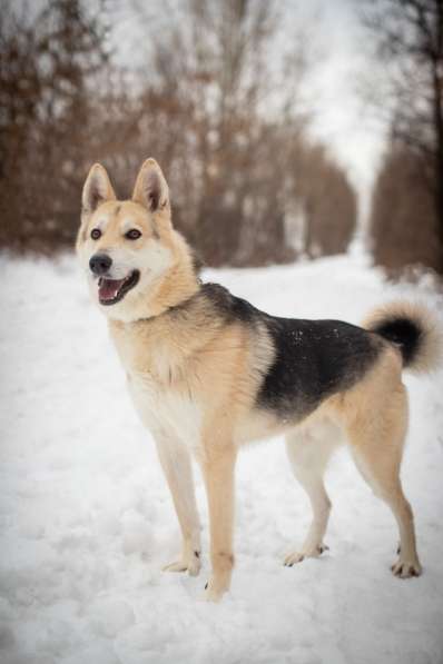 Лайка из приюта в дар в Москве фото 11