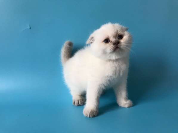 Мальчики колор поинт scottish fold в фото 9