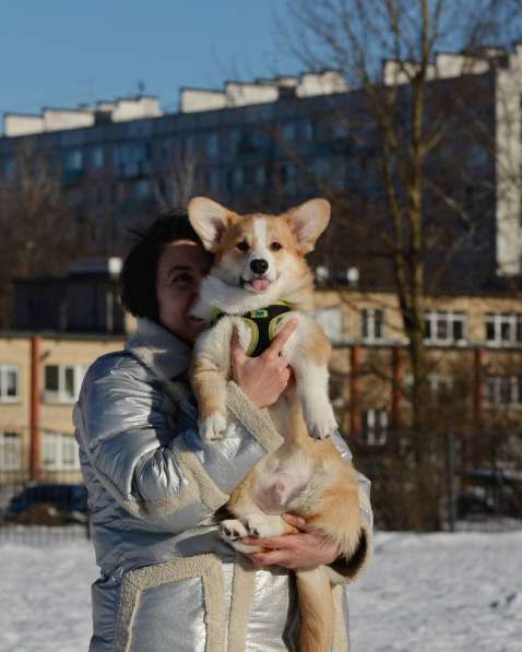 Щенки вельш корги пемброк в Санкт-Петербурге фото 3