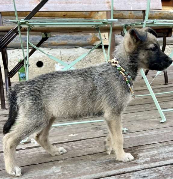 Щенки от мамы овчарки в добрые руки в Москве фото 8