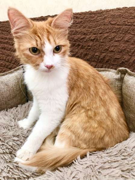 Рыжая кошка Лисан в добрые руки в Москве фото 7