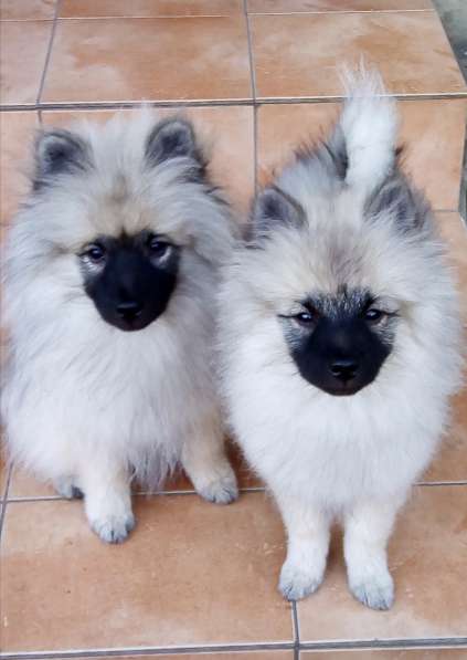 Кеесхонд /вольфшпиц. Щенки в Ростове-на-Дону фото 8