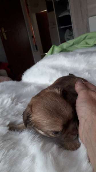 Chihuahua ❤❤❤ Один малыш ещё свободный в фото 9