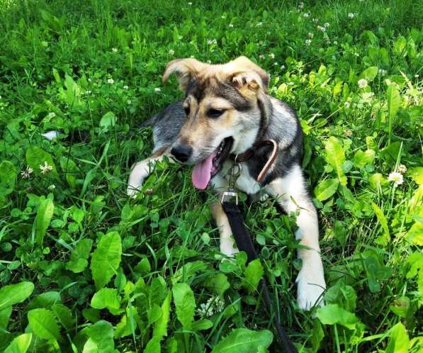 Тася в добрые руки в Ногинске фото 29