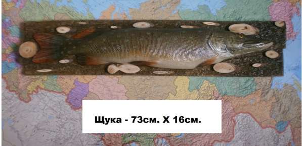 Сувенир для рыбака и охотника в Новосибирске фото 9