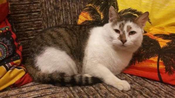 Кот Костя Московский ищет дом в Москве фото 4