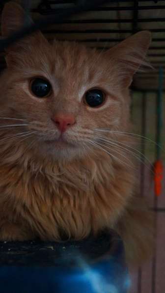 Котик в поиске дома в Москве фото 10