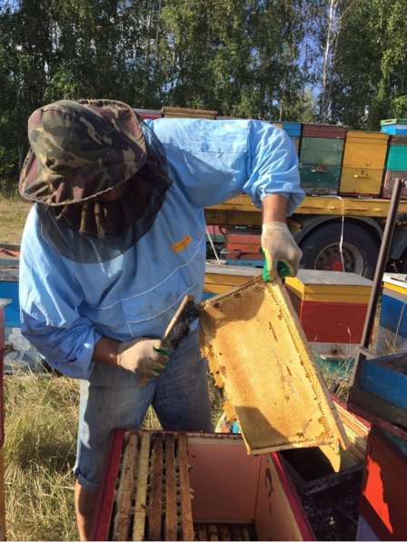 Пчёлы пчелосемьи пчелопакеты в Домодедове фото 11