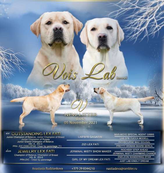 Щенки лабрадора ретривера в фото 26