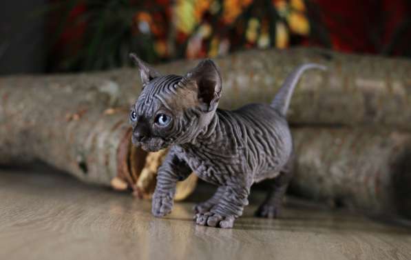 Эксклюзивный мальчик бамбино редчайшей породы в мире, кошка в 