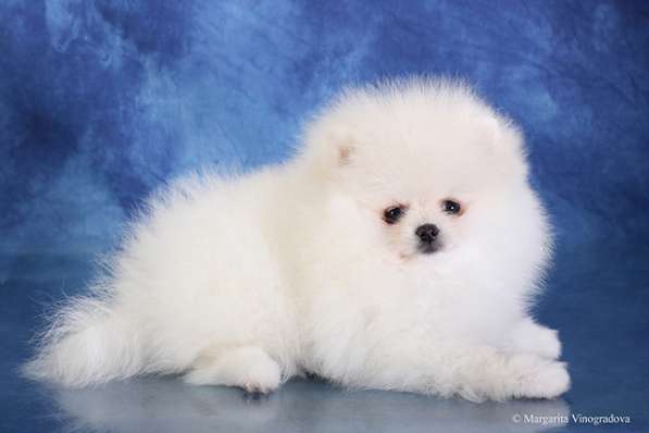 Девочка померанский шпиц шоу класс в Санкт-Петербурге фото 9