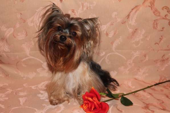 Йорочка подрощенная Мини девочка бэби фейс в Москве фото 6