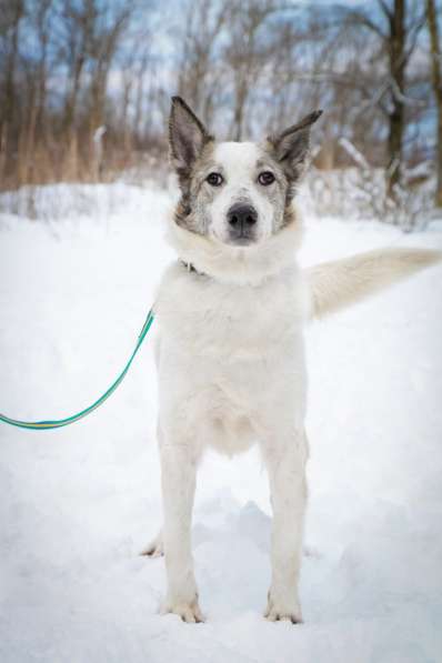 Умка ищет дом