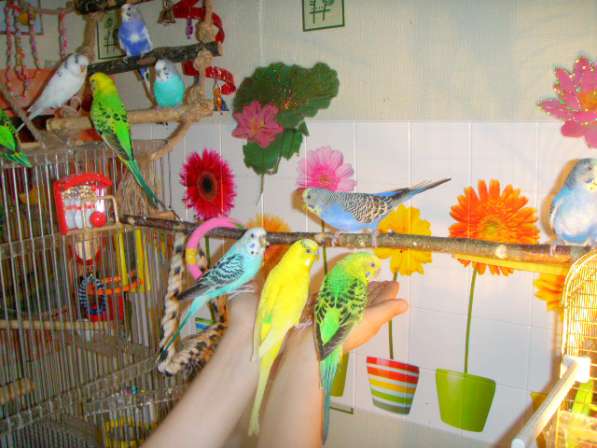 Волнистые попугаи(птенцы) в Мытищи фото 3