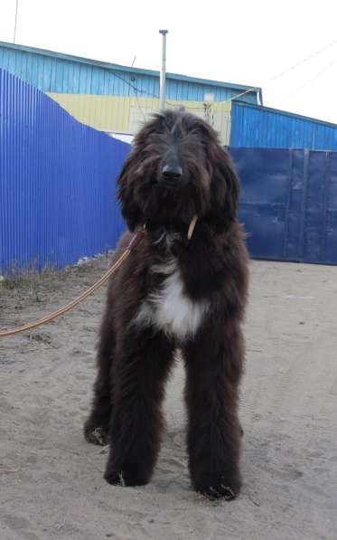 Молодой кобель афганской борзой в Чите фото 8
