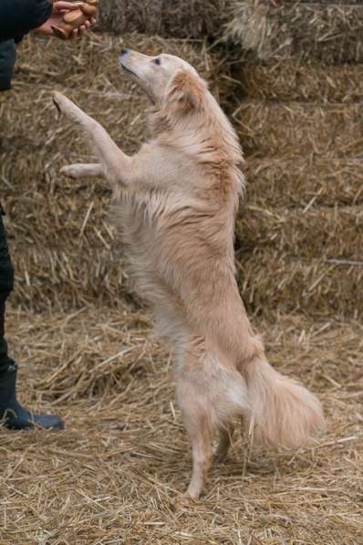 Пушистая бордер колли Белла в дар в Москве