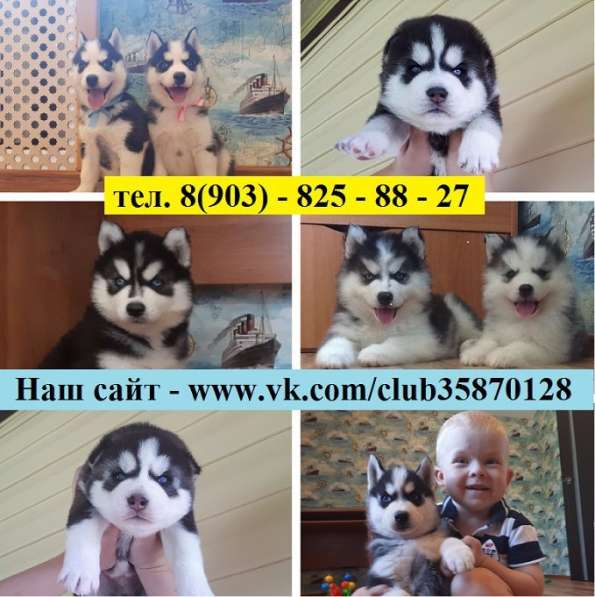 Хаски черно-белые голубоглазые