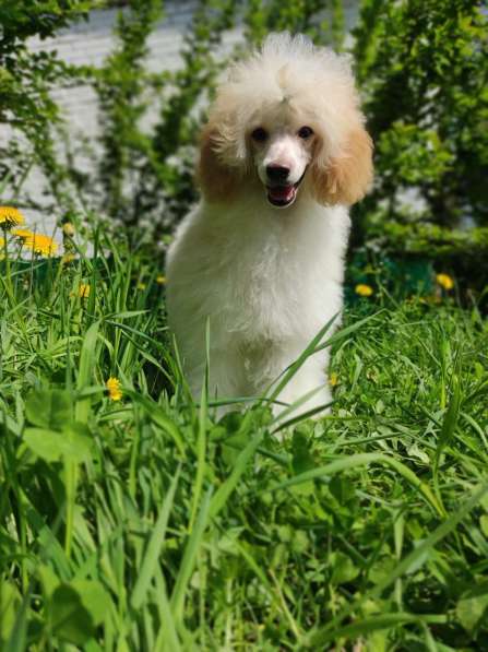 Пудель в Москве фото 4