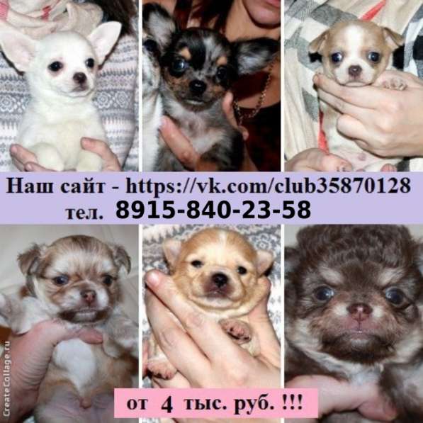 Чистокровные и миксы чихуахуа