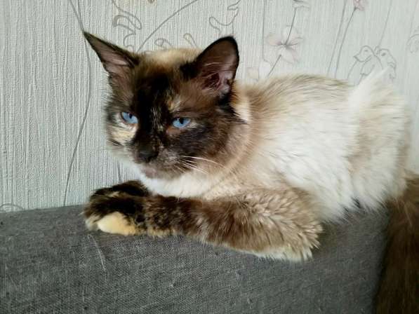 Невская красавица Сильва мечтает обрести дом в Москве фото 9