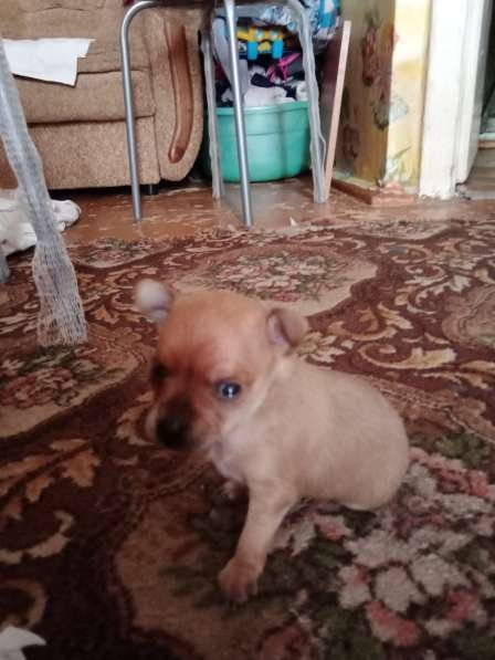 Продам мини той в Магнитогорске фото 9