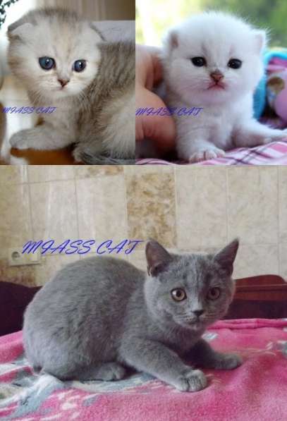 Клубные котята для тех, кто ценит качество в фото 13