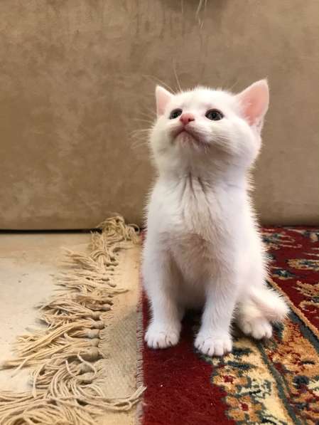 Шотландские котята в Нижнем Новгороде фото 10