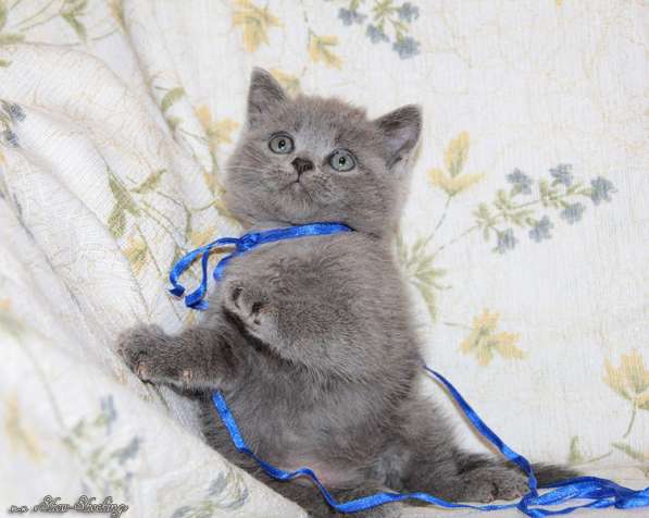 Британские котята, окрас голубой, черный в Самаре фото 12