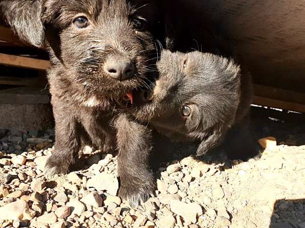 Щенки в добрые руки